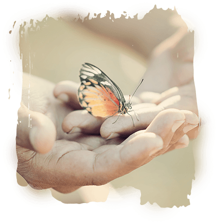 Butterfly in open hands