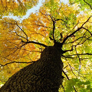 large tree with orange and green leaves